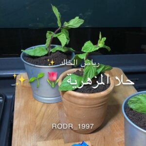 حلا المزهرية