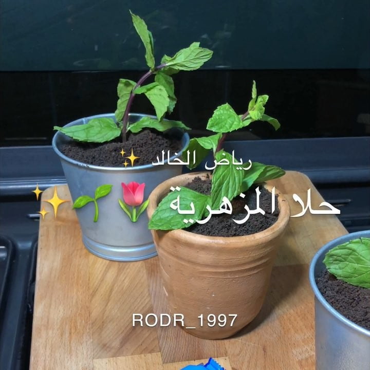 42369623 1399992863466599 7214304903200559455 n