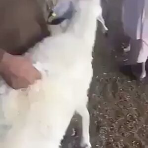 كيف تختار ذبيحتك