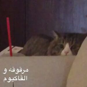 حسبالها وحش