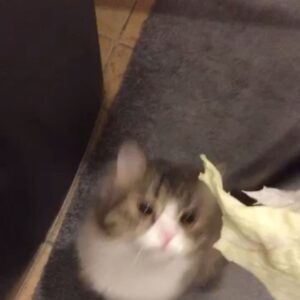صخلة