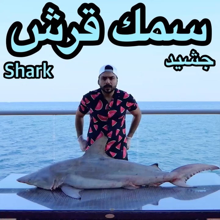 على اصوله الجشيد الإماراتي أو لا ؟؟  وزن القرش حوالي ٢٧ كيلو من بحر مملكة البحري