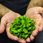 باستا السبانخ