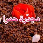 مجدرة حمرا