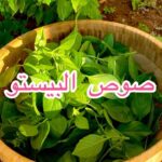 بيستو صوص