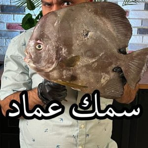 سمك عماد