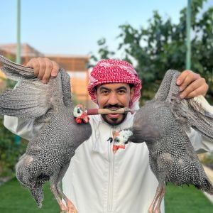 صالونة الدجاج الحبشي