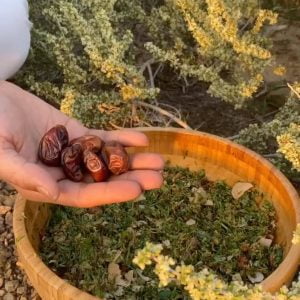 سلطة السيداف (الفتوش العماني)