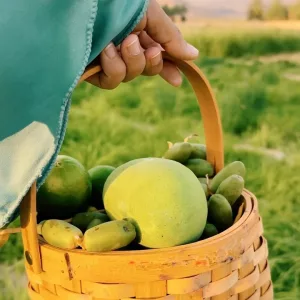 الميرندوه